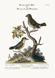 El Carbonero Verde Manchado y el Papamoscas Gris y Amarillo, 1749-73
